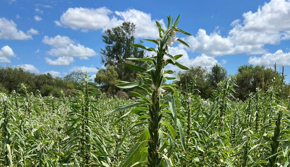 Ajonjolí: cultivo sustentable
