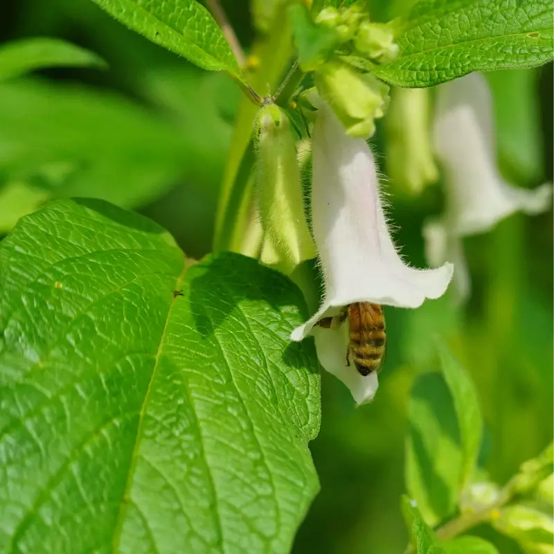 Las abejas y el ajonjolí